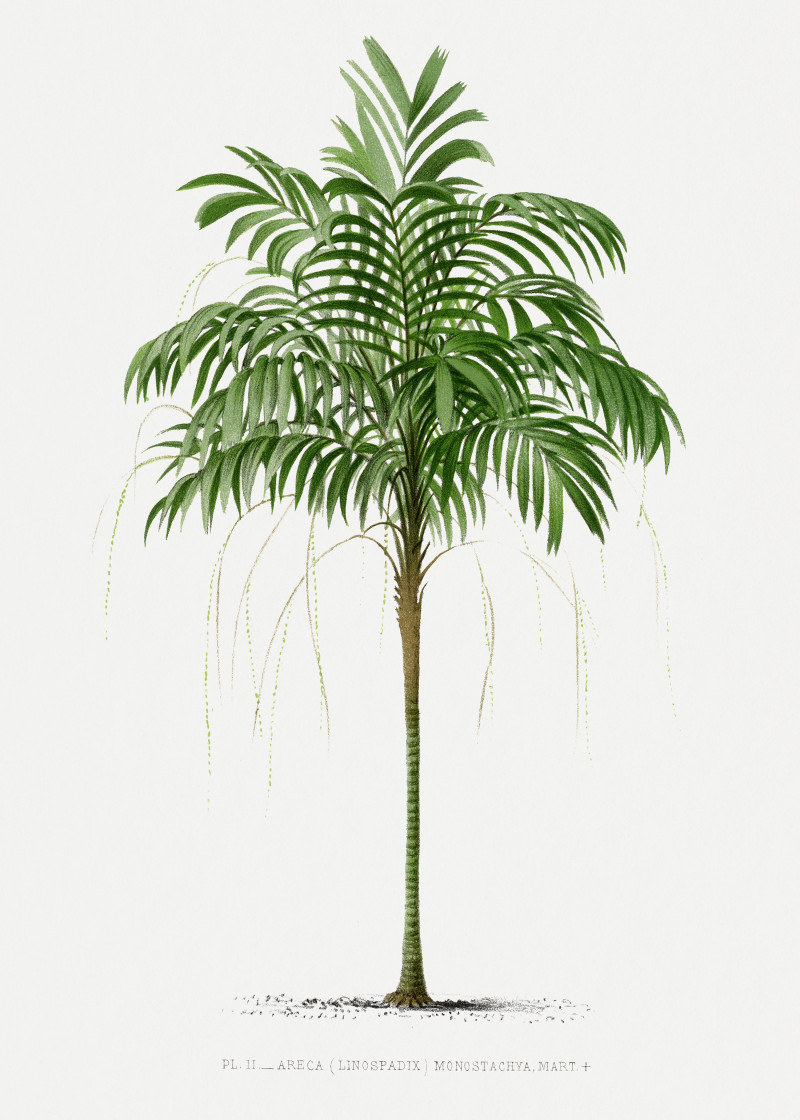 Pieter Joseph de Pannemaeker reprodukcija Vintage palm tree illustration 3, Natiurmortas , paveikslai, reprodukcijos internetu