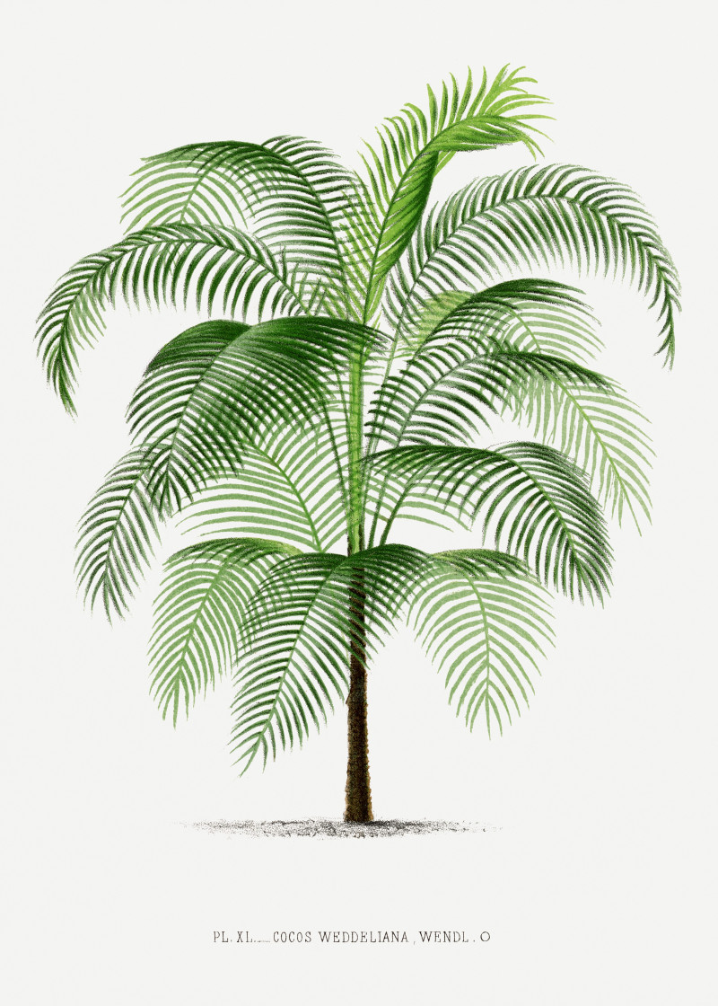 Vintage palm tree illustration 6 reproduction of painting by Pieter Joseph de Pannemaeker. Still-life