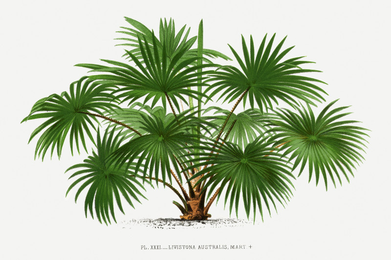 Vintage palm tree illustration 11 reproduction of painting by Pieter Joseph de Pannemaeker. Still-life