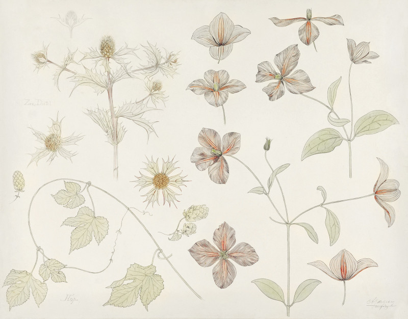 Julie de Graag reprodukcija Study sheet with Sea Thistle, Hop and Clematis (1899), Gėlės , paveikslai, reprodukcijos internetu