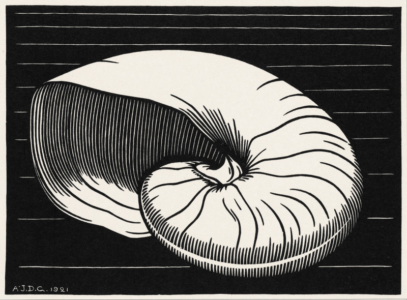 Shell (1921) reproduction of painting by Julie de Graag. Graphic