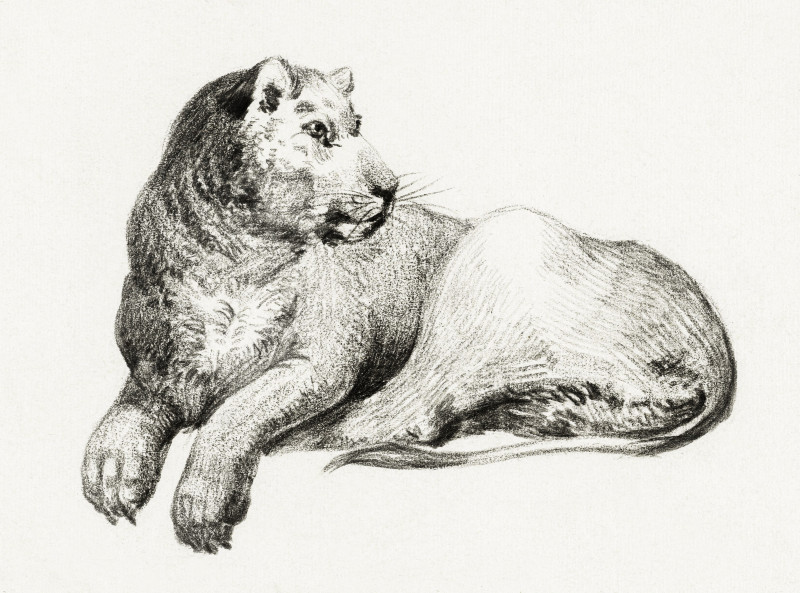 Lying Lion (1775-1883) reproduction of painting by Jean Bernard. Animalistic