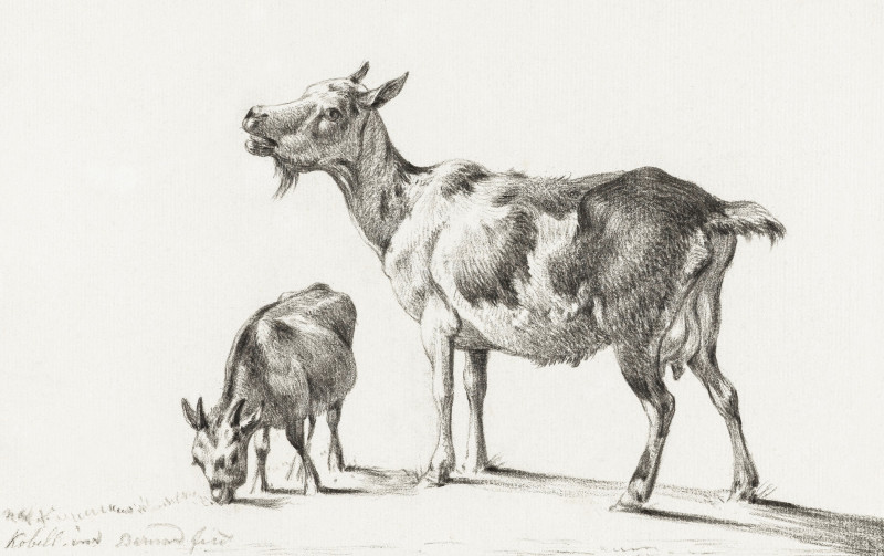 Goats (1775-1883) reproduction of painting by Jean Bernard. Animalistic