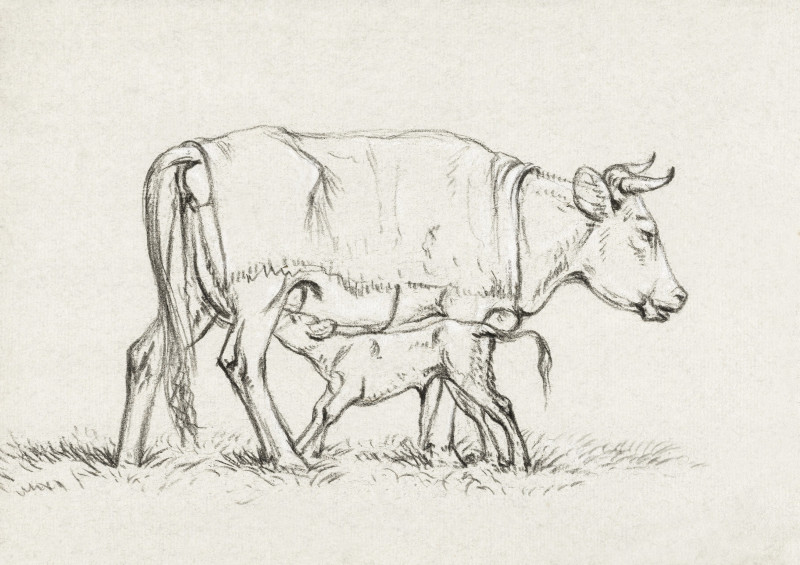 Calf Drinking With His Mother (1815) reproduction of painting by Jean Bernard. Animalistic