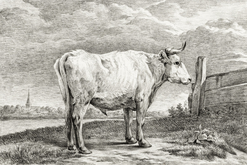 Standing Bull (1817) reproduction of painting by Jean Bernard. Animalistic