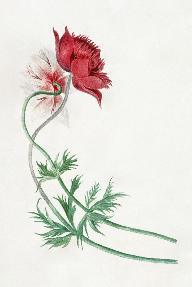 Two Branches With A Flower reproduction of painting by Michiel Van Huysum. ALL GICLEE PRINTS