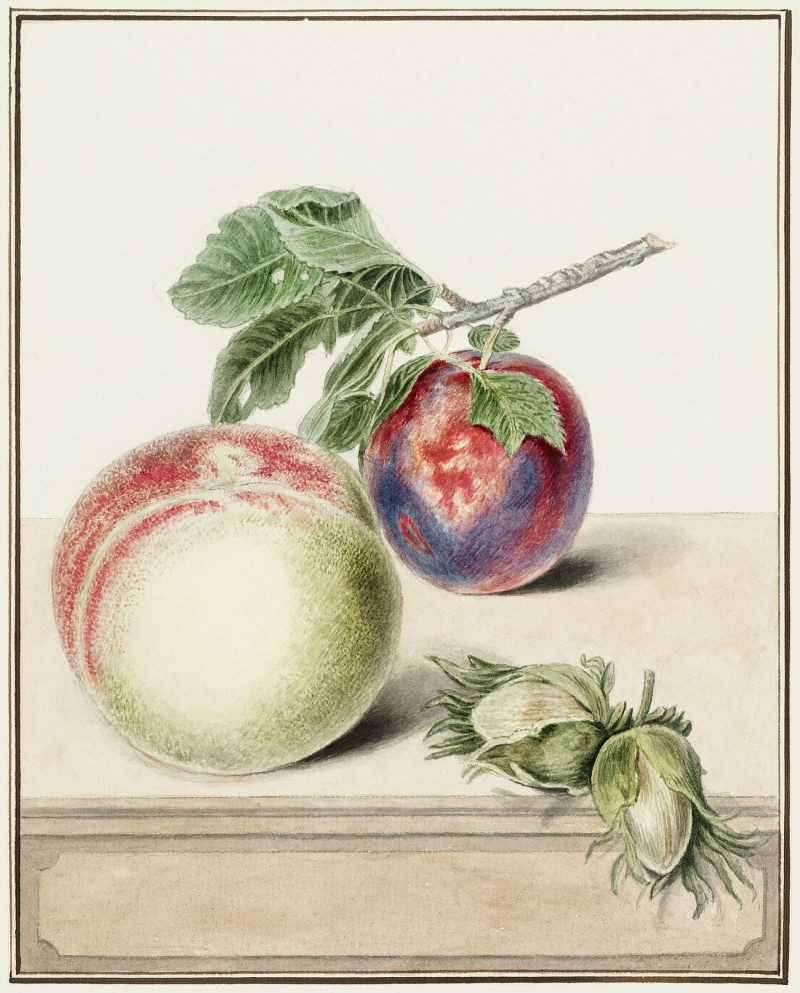 Peach And Plum reproduction of painting by Michiel Van Huysum. ALL GICLEE PRINTS