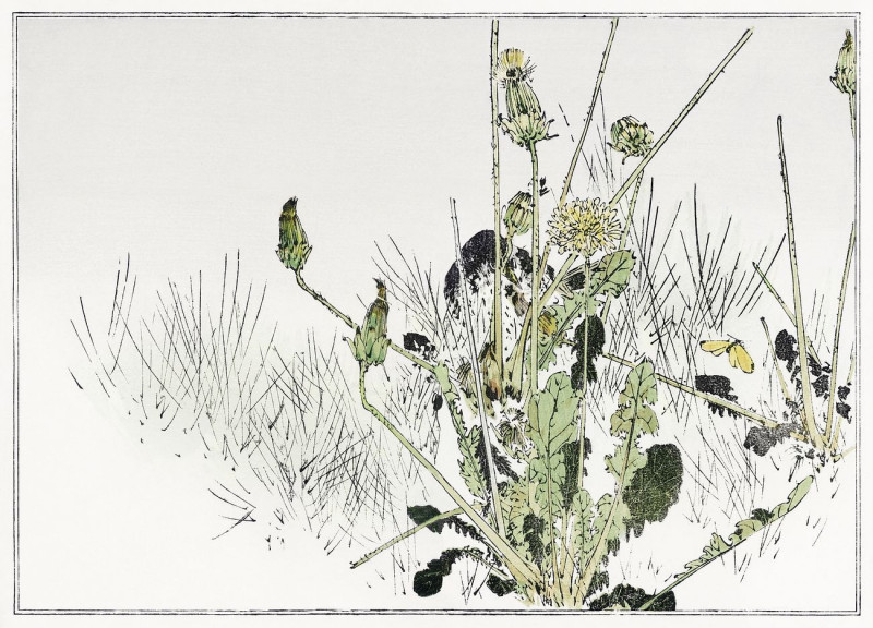 Wild Dandelions Illustration From Seitei Kacho Gafu reproduction of painting by Watanabe Seitei. Public Domain