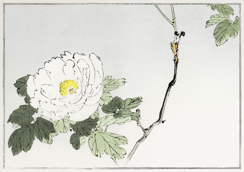 Watanabe Seitei reprodukcija White Blossomed Flower. Illustration From Seitei Kacho Gafu, Public Domain , paveikslai, reprodu...