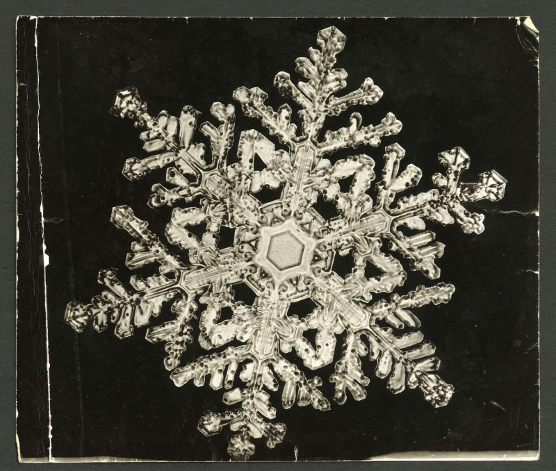 Wilson Bentley Photomicrograph Of Stellar Snowflake No reproduction of painting by Wilson Bentley. ALL GICLEE PRINTS