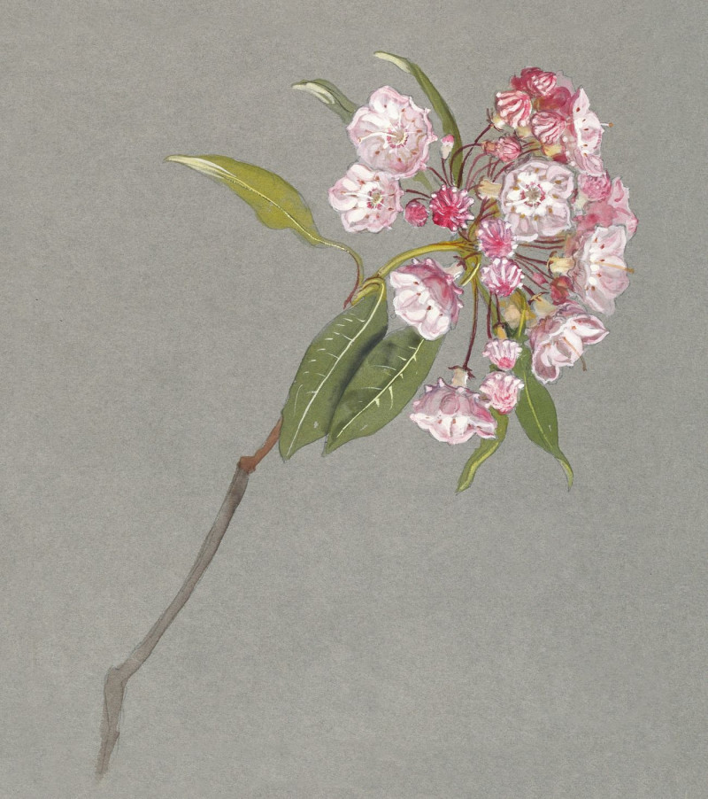 A Bough Of Mountain Laurel With Leaves And Blossoms reproduction of painting by Samuel Colman. ALL GICLEE PRINTS