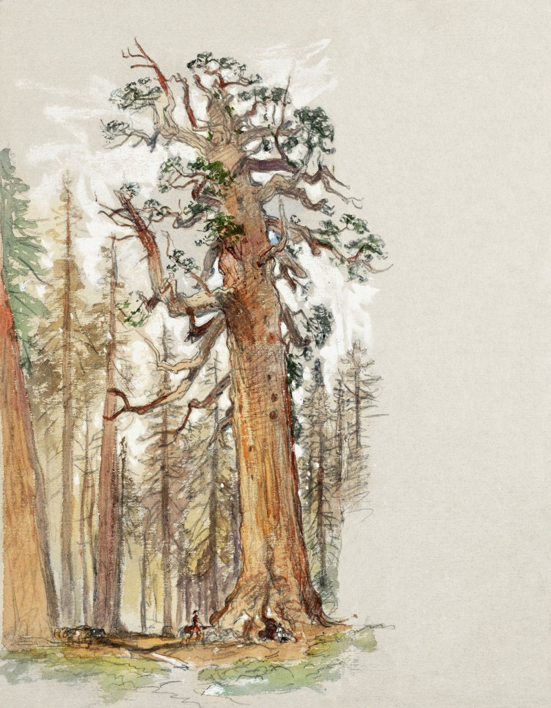 Oak And Evergreen reproduction of painting by Samuel Colman. ALL GICLEE PRINTS