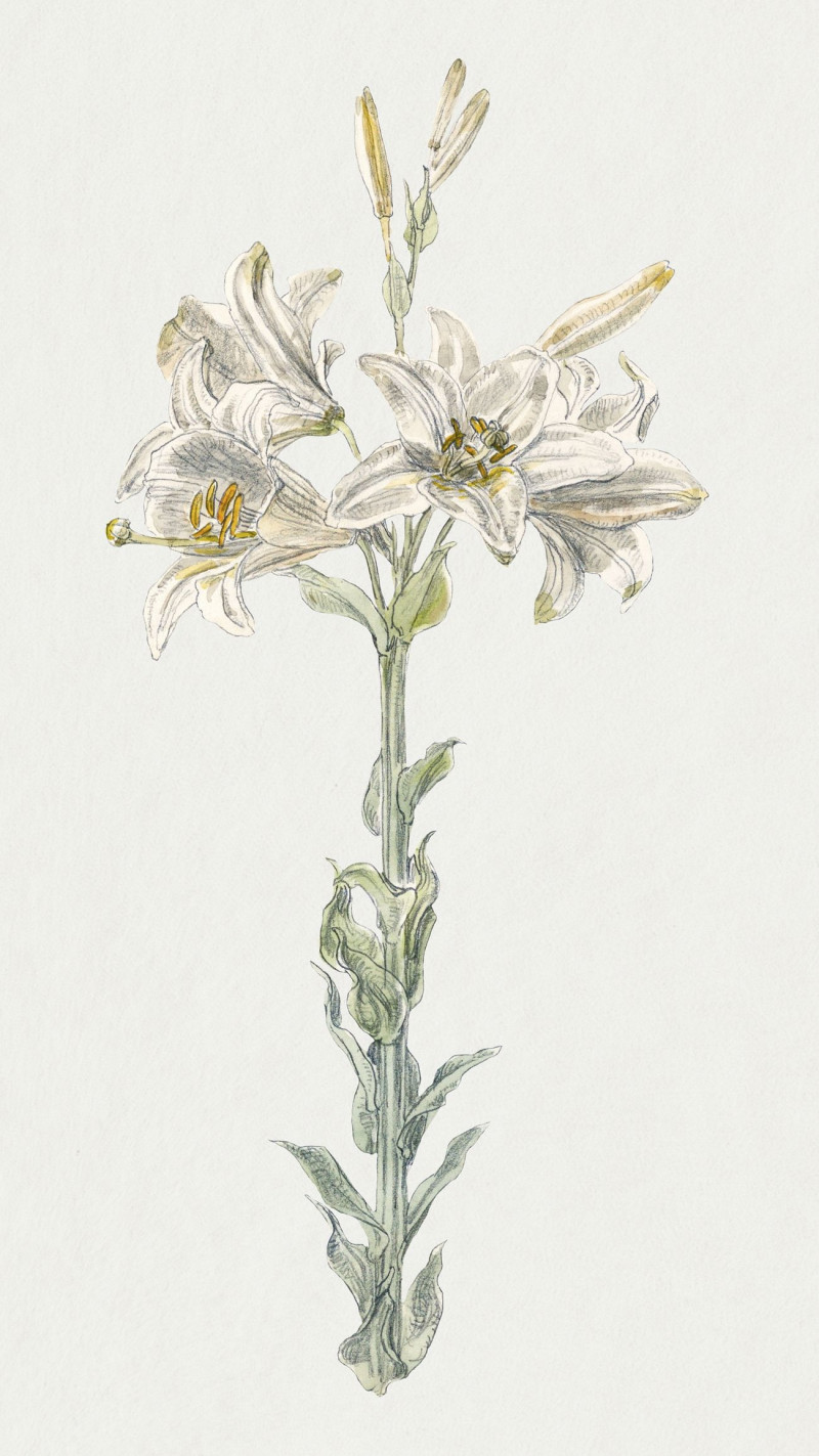 Lily, Stockbridge reproduction of painting by Samuel Colman. ALL GICLEE PRINTS