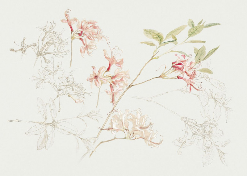 Azaleas reproduction of painting by Samuel Colman. ALL GICLEE PRINTS