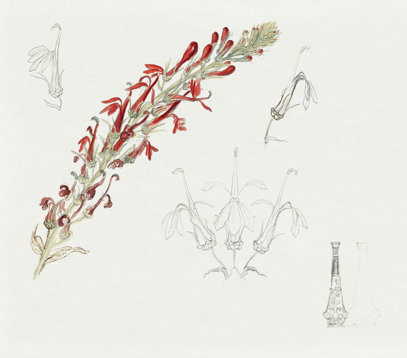 Cardinal Flower reproduction of painting by Samuel Colman. ALL GICLEE PRINTS