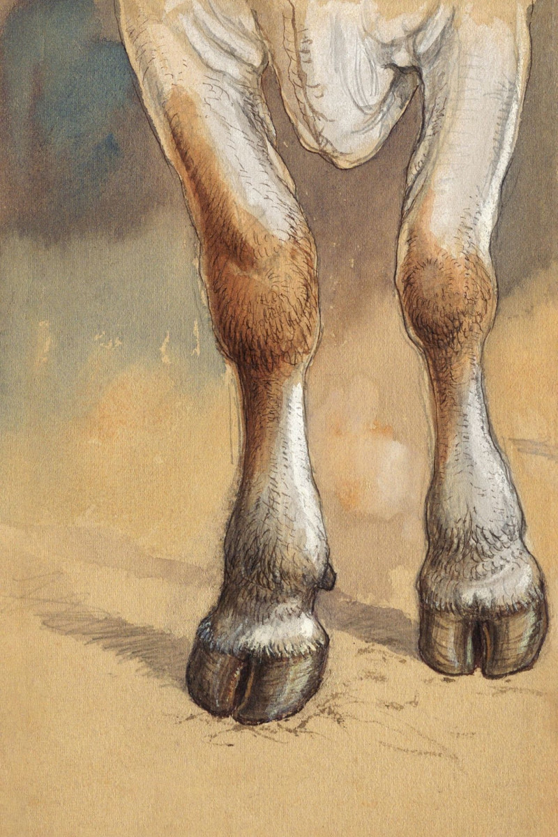 Forelegs Of A Standing Cow Or Ox, Newport reproduction of painting by Samuel Colman. ALL GICLEE PRINTS