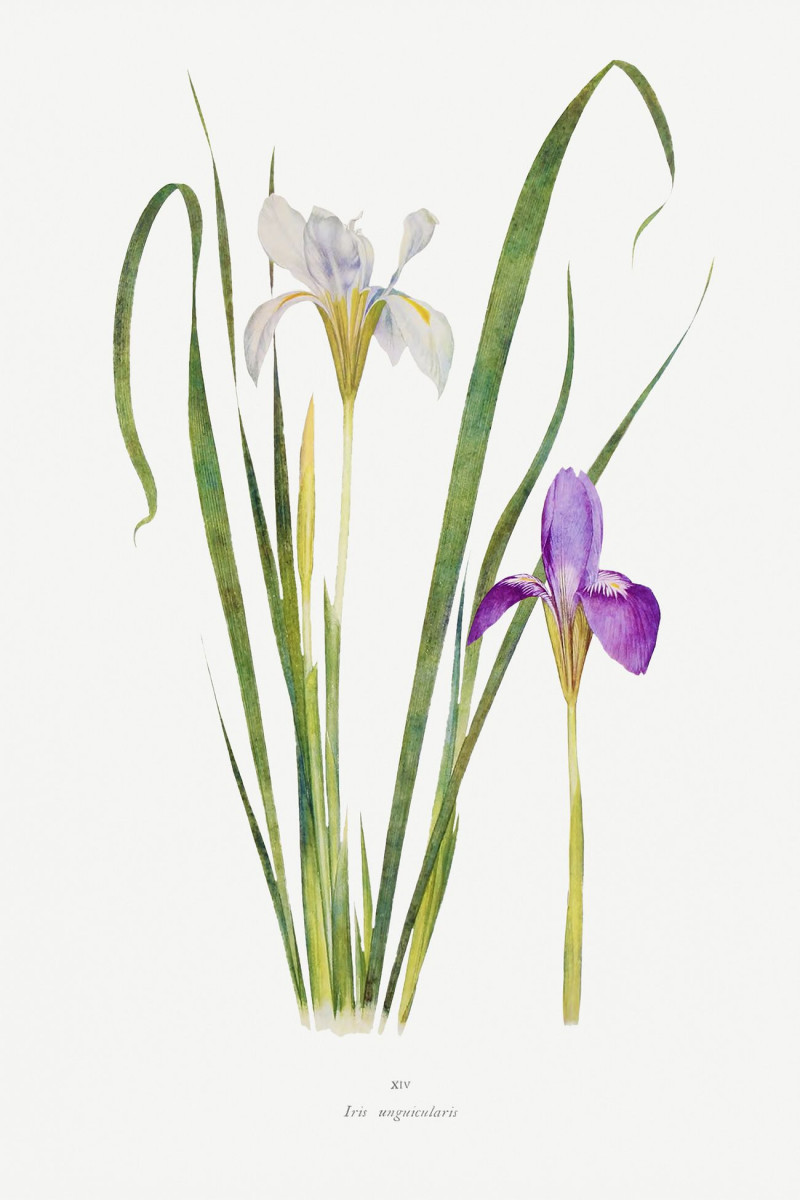 Iris Unguicularis The Genus Iris reproduction of painting by William Rickatson Dykes. ALL GICLEE PRINTS