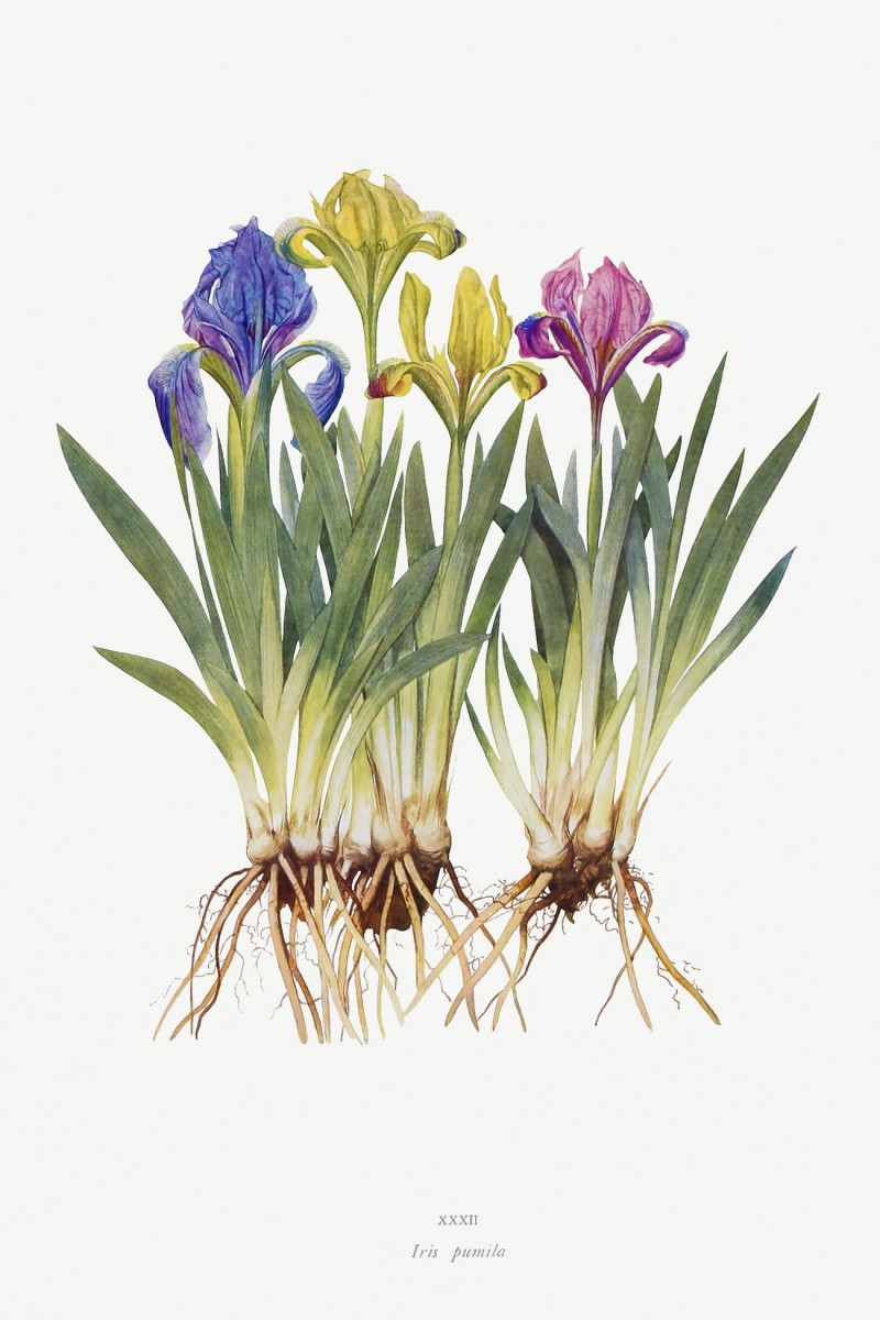 Iris Pumila From The Genus Iris reproduction of painting by William Rickatson Dykes. ALL GICLEE PRINTS