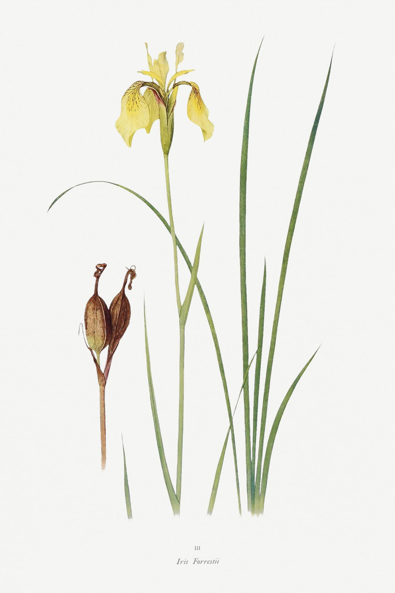 Iris Forrestii From The Genus Iris reproduction of painting by William Rickatson Dykes. ALL GICLEE PRINTS