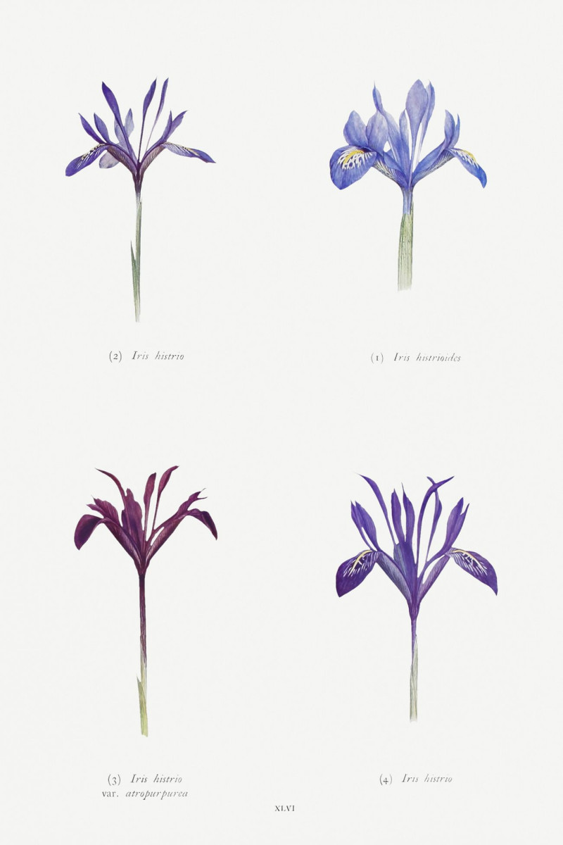 William Rickatson Dykes reprodukcija Iris Histrioides, Iris Histrio, Iris Histrio Var, VISOS REPRODUKCIJOS , paveikslai, repr...