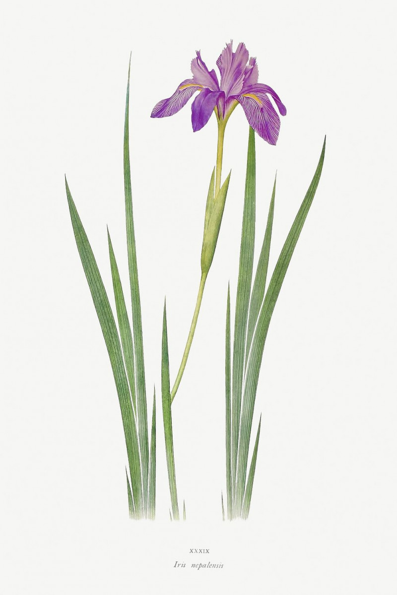 Iris Nepalensis From The Genus Iris reproduction of painting by William Rickatson Dykes. ALL GICLEE PRINTS