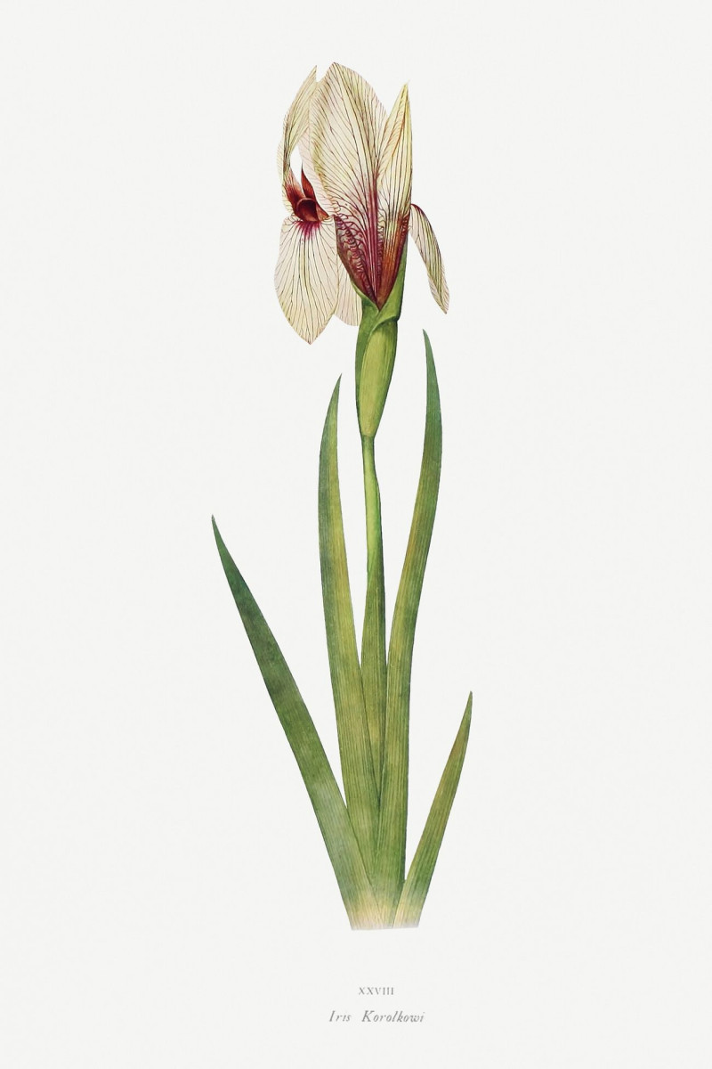 Iris Korolkowi From The Genus Iris reproduction of painting by William Rickatson Dykes. ALL GICLEE PRINTS