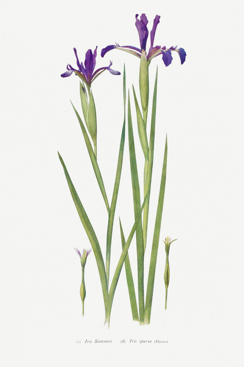 Iris Sintenisii And Iris Spuria From The Genus Iris reproduction of painting by William Rickatson Dykes. ALL GICLEE PRINTS