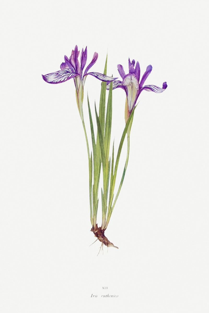 Iris Ruthenica From The Genus Iris reproduction of painting by William Rickatson Dykes. ALL GICLEE PRINTS