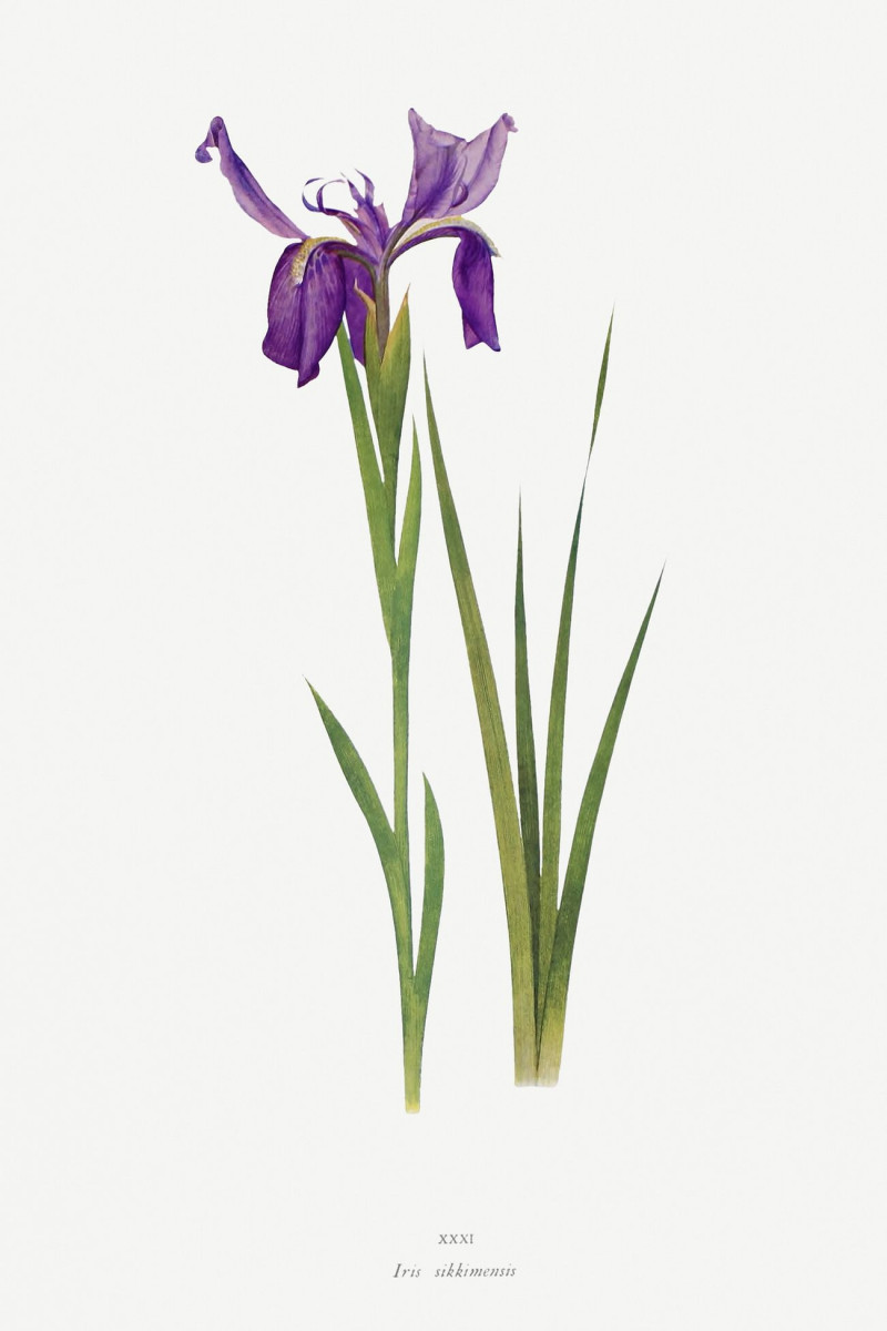 Iris Sikkimensis From The Genus Iris reproduction of painting by William Rickatson Dykes. ALL GICLEE PRINTS