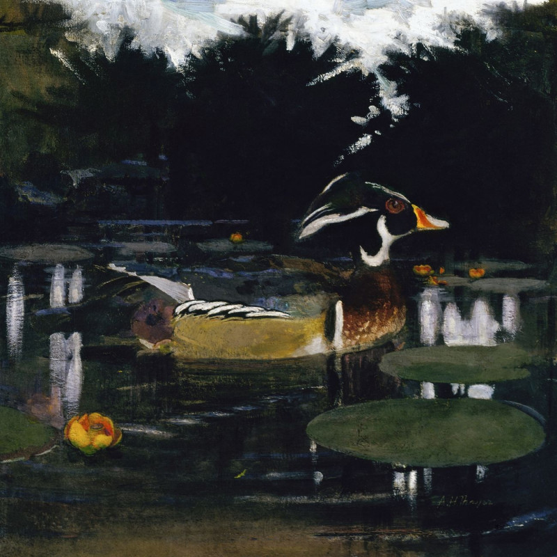 Abbott Handerson Thayer reprodukcija Male Wood Duck In A Forest Pool, Study For Book Concealing Coloration In The Animal King...