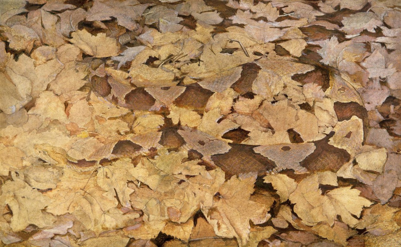 Copperhead Snake On Dead Leaves, Study For Book Concealing Coloration In The Animal Kingdom reproduction of painting by Abbot...