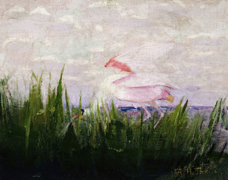 Abbott Handerson Thayer reprodukcija Roseate Spoonbill, Study For Book Concealing Coloration In The Animal Kingdom, VISOS REP...