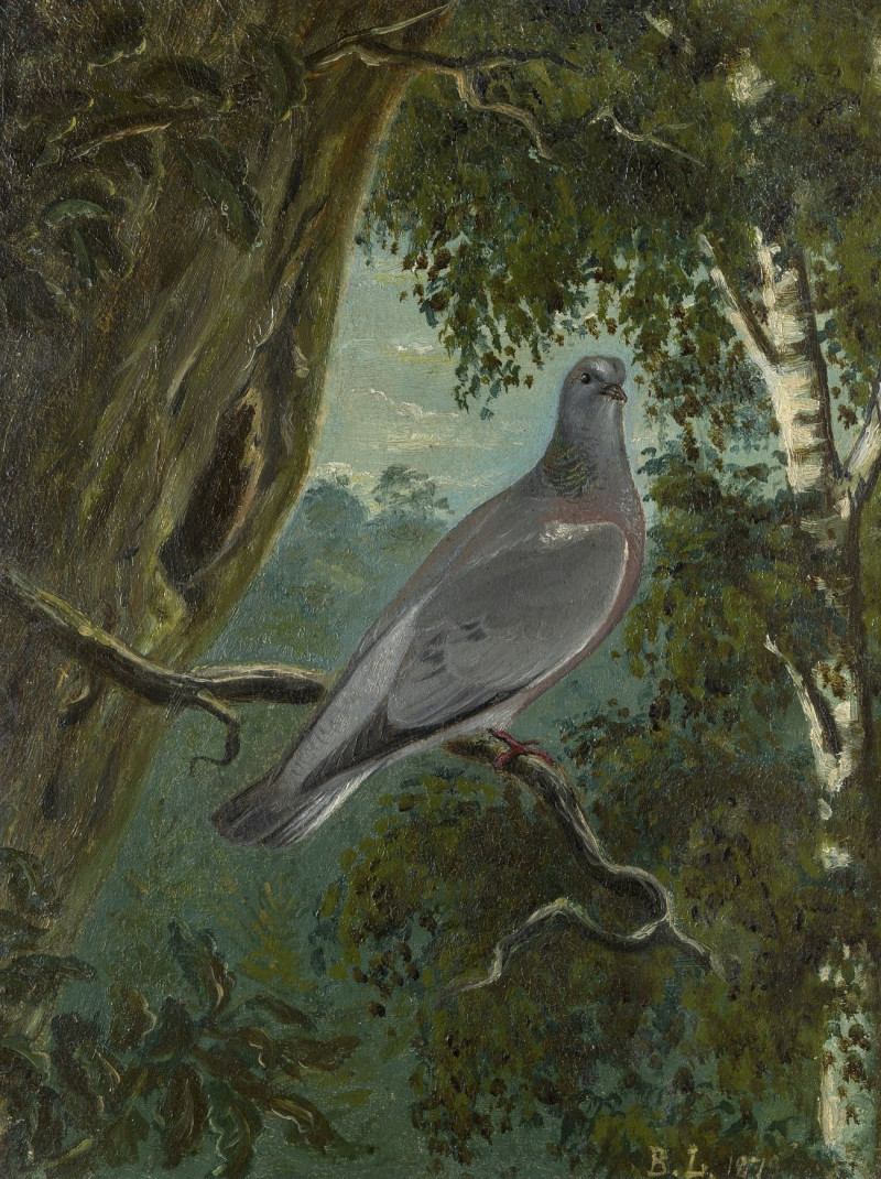 Stock Dove reproduction of painting by Bruno Liljefors. ALL GICLEE PRINTS