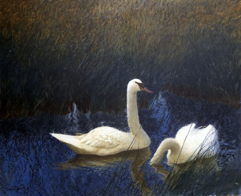 Swans In Reeds reproduction of painting by Bruno Liljefors. ALL GICLEE PRINTS