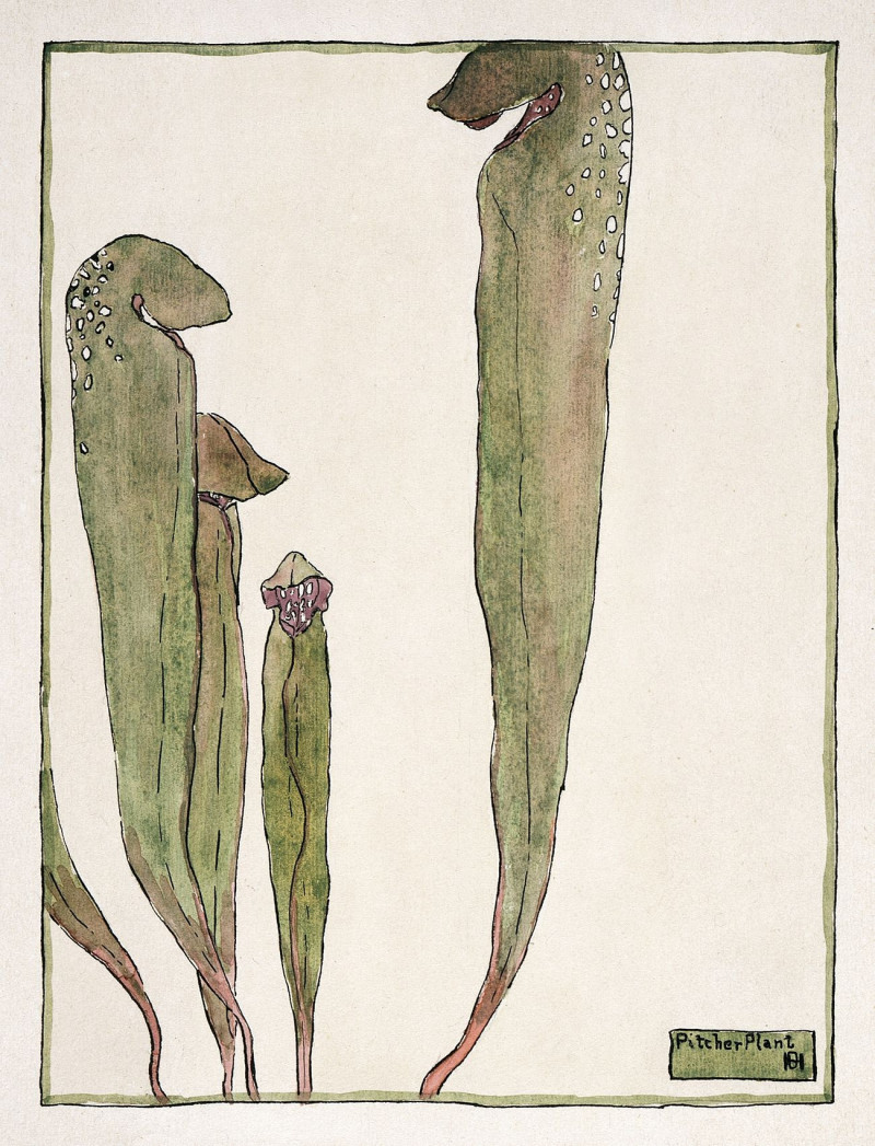 Pitcher Plant reproduction of painting by Hannah Borger Overbeck. ALL GICLEE PRINTS