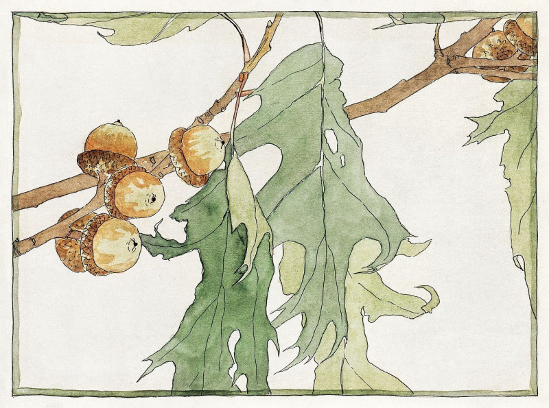 Oak/Acorns reproduction of painting by Hannah Borger Overbeck. ALL GICLEE PRINTS