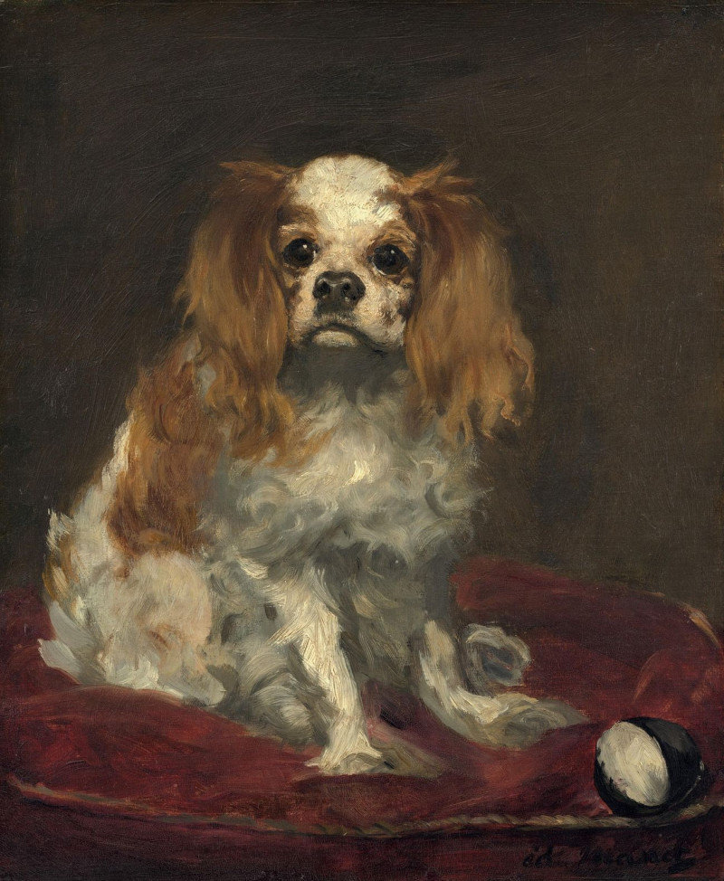 Edouard Manet reprodukcija A King Charles Spaniel, VISOS REPRODUKCIJOS , paveikslai, reprodukcijos internetu