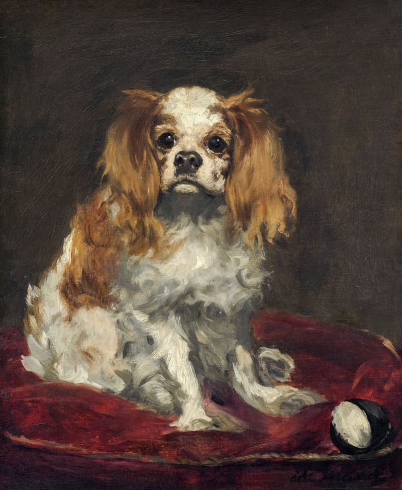 Edouard Manet reprodukcija A King Charles Spaniel, VISOS REPRODUKCIJOS , paveikslai, reprodukcijos internetu