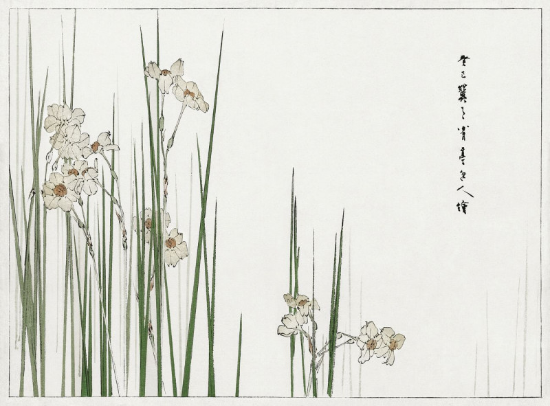 Jonquil Illustration From Bijutsu Sekai reproduction of painting by Watanabe Seitei. ALL GICLEE PRINTS