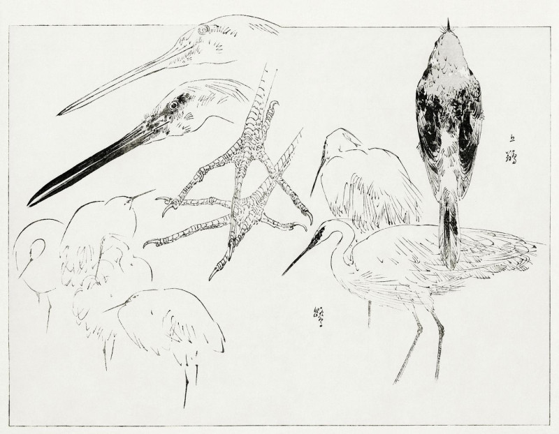 Little Egret And Daurian Redstart. Illustration From Bijutsu Sekai reproduction of painting by Watanabe Seitei. ALL GICLEE PR...