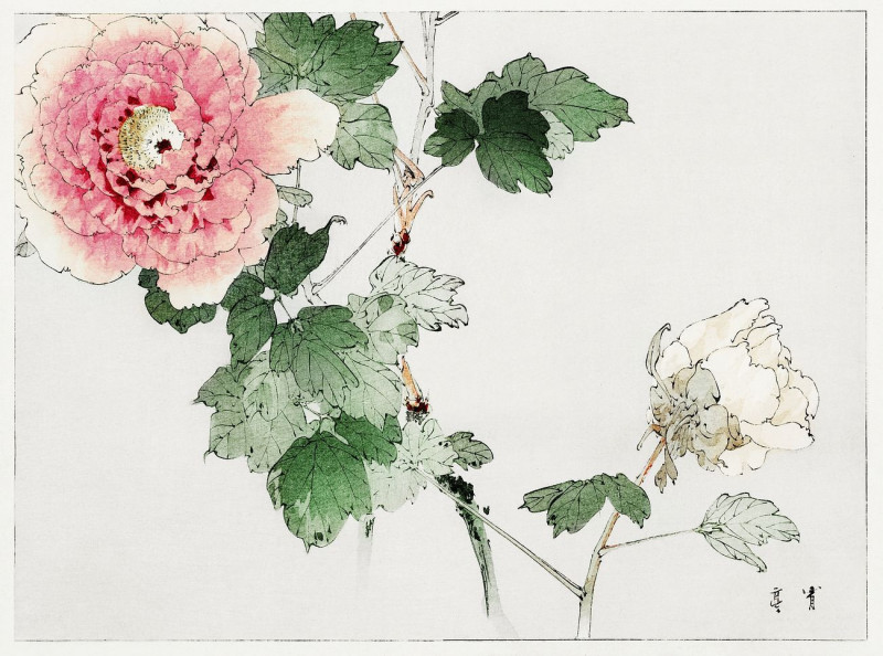 Tree Peony, Illustration From Bijutsu Sekai reproduction of painting by Watanabe Seitei. ALL GICLEE PRINTS