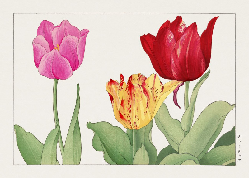 Tulip, Japanese Woodblock Art reproduction of painting by Konan Tanigami. ALL GICLEE PRINTS