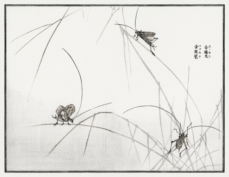 Suzumushi Bell Cricket Illustration From Churui Gafu reproduction of painting by Morimoto Toko. ALL GICLEE PRINTS