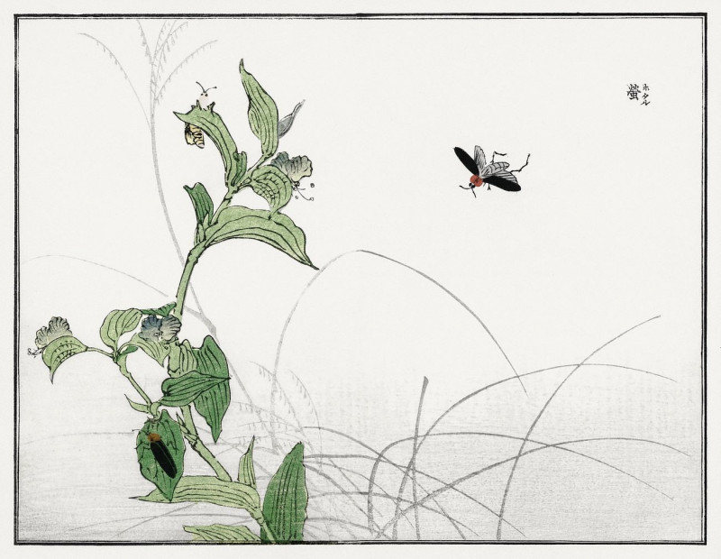 Fireflies Illustration From Churui Gafu reproduction of painting by Morimoto Toko. ALL GICLEE PRINTS