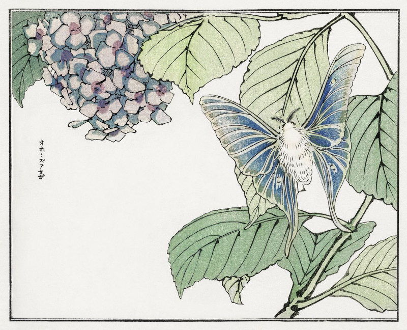 Moth And Plant Illustration From Churui Gafu reproduction of painting by Morimoto Toko. ALL GICLEE PRINTS