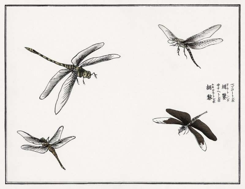 Dragonflies Illustration From Churui Gafu reproduction of painting by Morimoto Toko. ALL GICLEE PRINTS