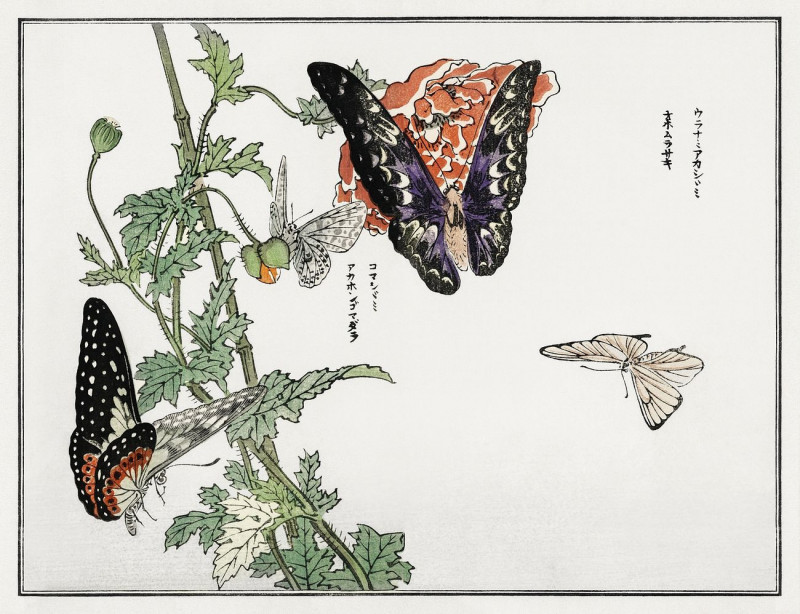 Butterflies And Plant Illustration From Churui Gafu reproduction of painting by Morimoto Toko. ALL GICLEE PRINTS