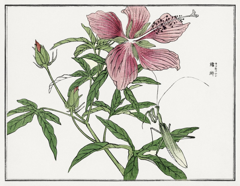 Flower Illustration From Churui Gafu reproduction of painting by Morimoto Toko. ALL GICLEE PRINTS