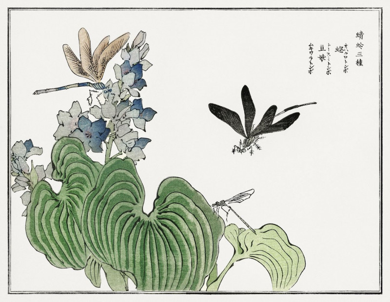 Dragonfly On A Flower Illustration From Churui Gafu reproduction of painting by Morimoto Toko. ALL GICLEE PRINTS