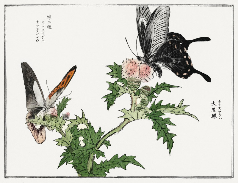 Butterfly And Flower Illustration From Churui Gafu reproduction of painting by Morimoto Toko. ALL GICLEE PRINTS